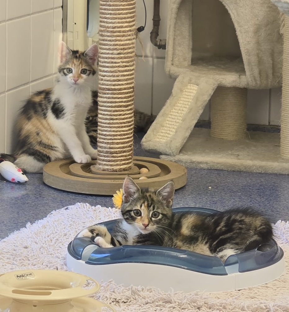 Kitten6 2026.jpg